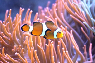 Die Vermehrung der Fische vs die Überfischung der Meere.