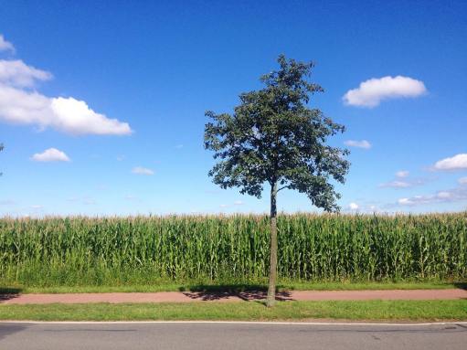 13642871_1443162689032173_943815551_n(1)